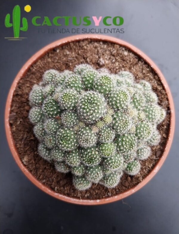 Rebutia muscula (flor naranja)