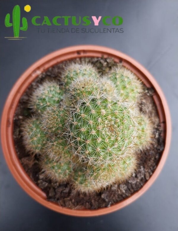 Rebutia pulvinosa (flor naranja)