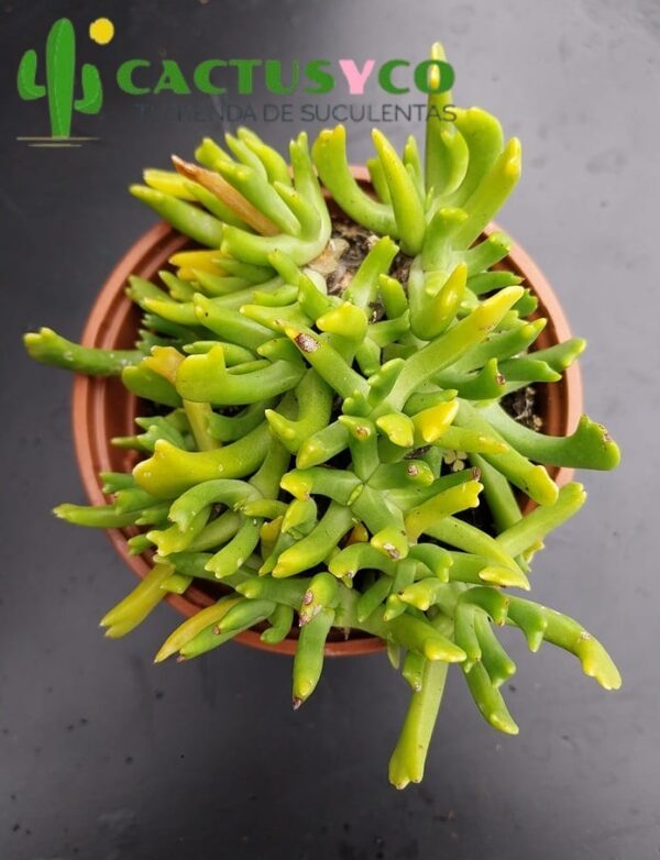 Rhombophyllum dolabriforme