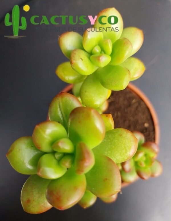 Sedum lucidum (flor blanca)