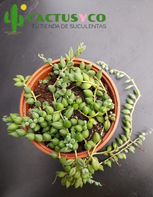 Senecio / Curio rowleyanus (Rosario)