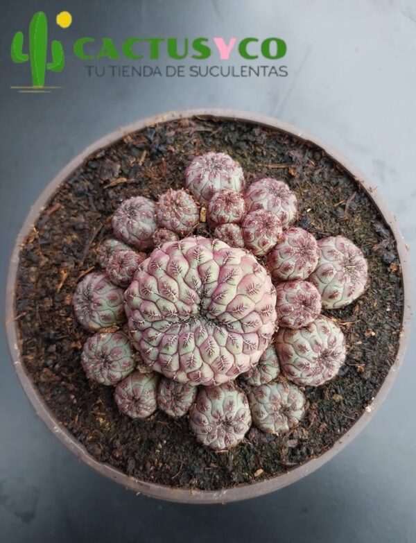 Sulcorebutia rauschii (flor fucsia)