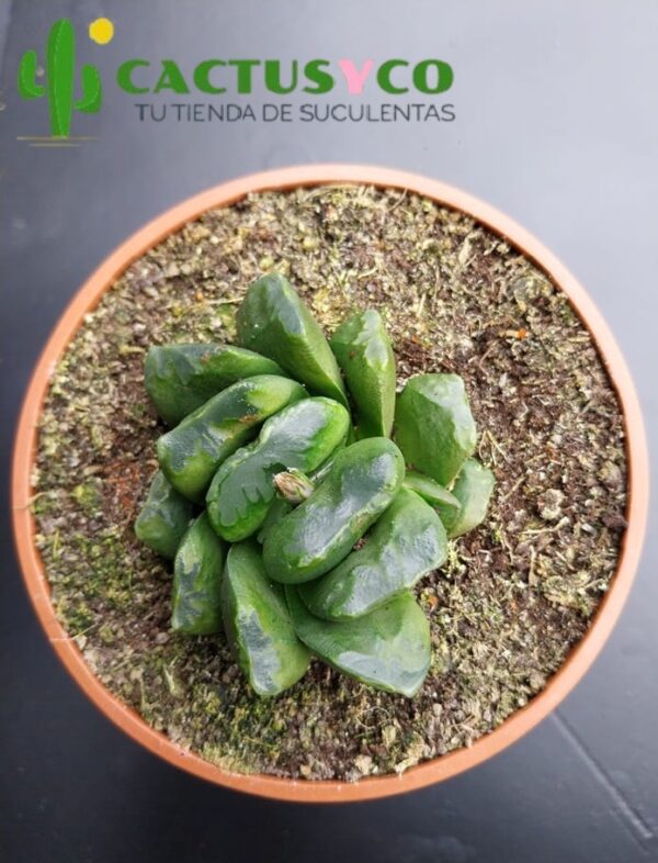 Haworthia truncata "Lime Green"
